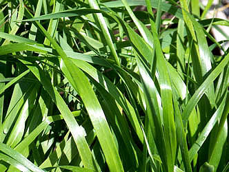 Sweetgrass leaf