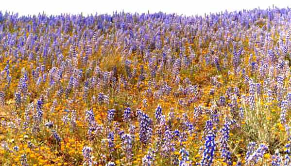 Gorman lupines