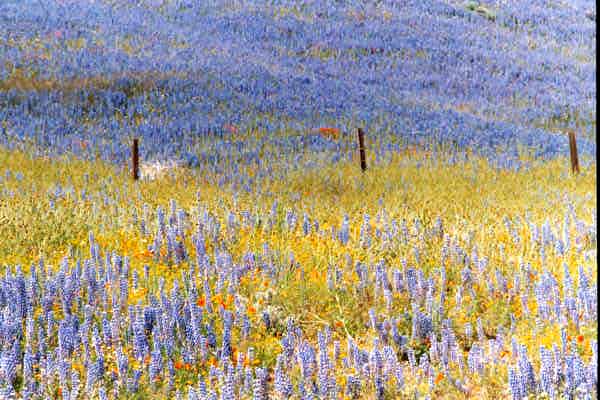 Gorman lupines