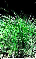 Bromus