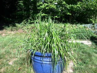 Sweetgrass plant