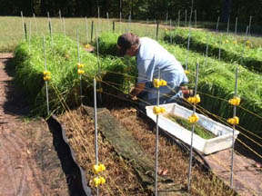 sweetgrass plants