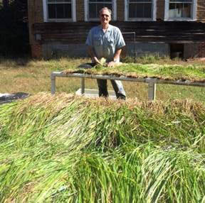 Sweetgrass drying