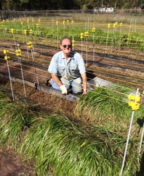 sweetgrass plants