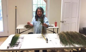 sweetgrass drying