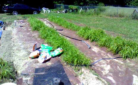 sweetgrass plants