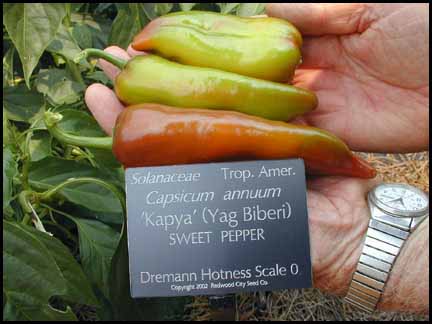 sweet peppers