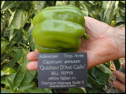 sweet peppers