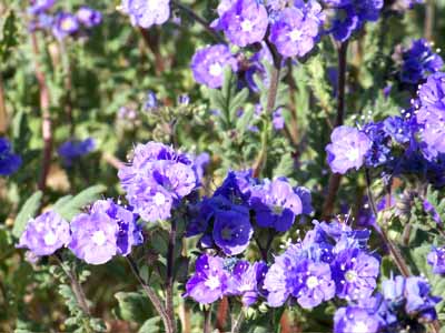 Phacelia