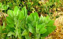 Golden Aster