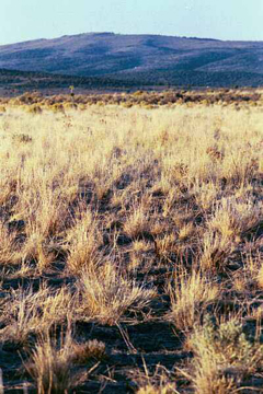 Great Plains Pasture Mix - Great Basin Seed - Native Seeds