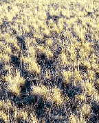 Great Basin restoration