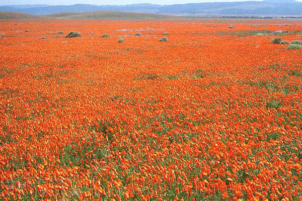 Poppies