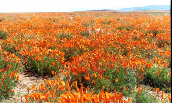 Poppies