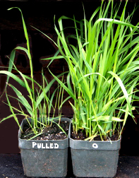 Hierochloe odorata (Sweet Grass) - 50 Plug Flat