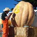 Heirloom Atlantic Giant Pumpkin seeds