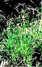 Bromus