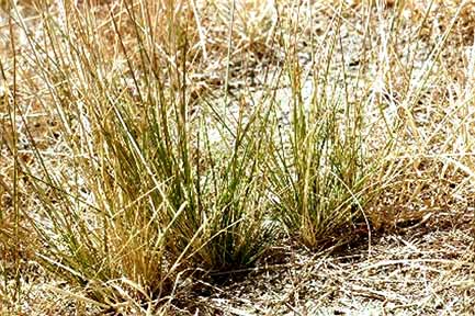 Stipa