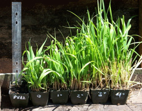 Hierochloe odorata (Sweet Grass) - 50 Plug Flat