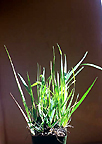 Sweetgrass