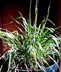 Sweetgrass