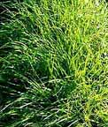 Sweetgrass plants