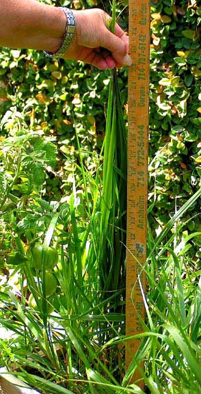 Sweetgrass plants, customer examples from around the United States, A-M