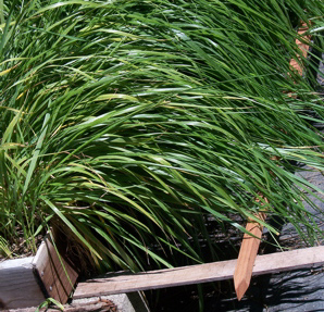 Anthoxanthum nitens (sweetgrass, vanilla sweet grass): Go Botany